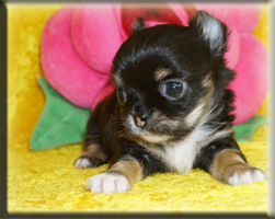 Chihuahua Welpen Nürnberg kaufen