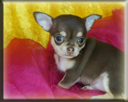 Chihuahua Welpen Bayern kaufen